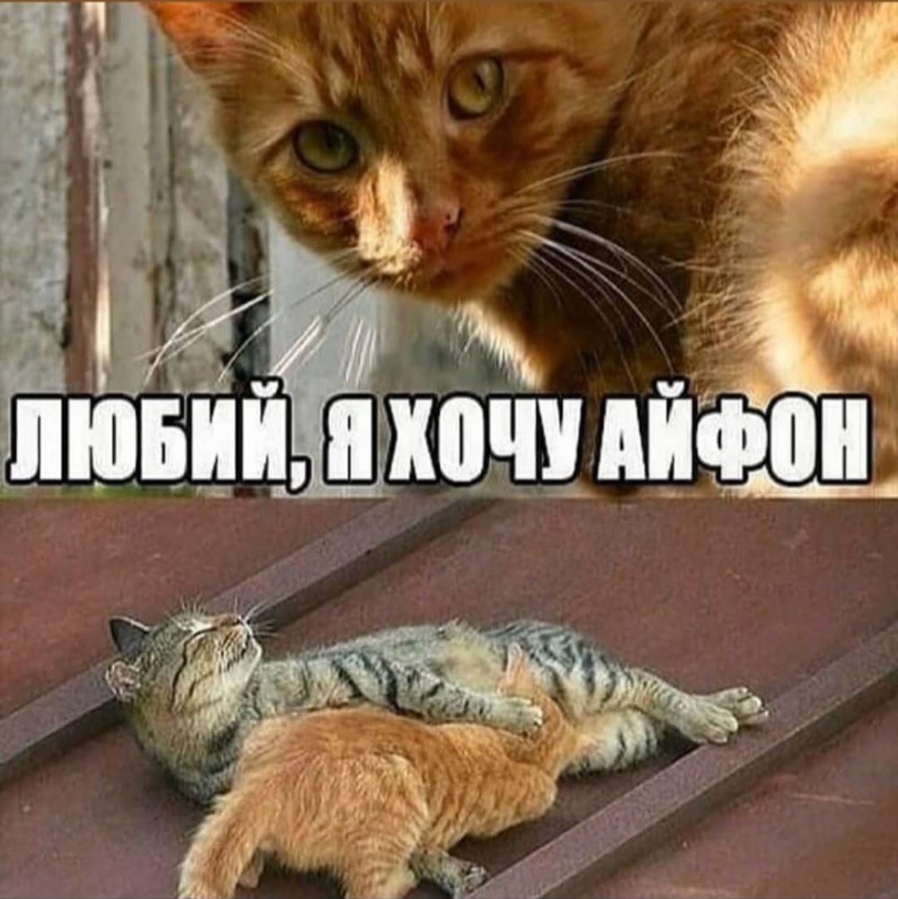 Я хочу приколы