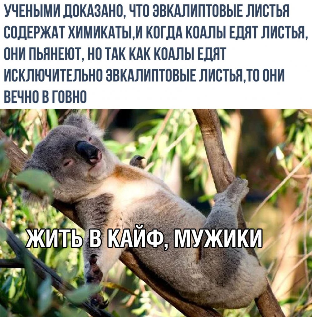 Коалы едят листья и пьянеют