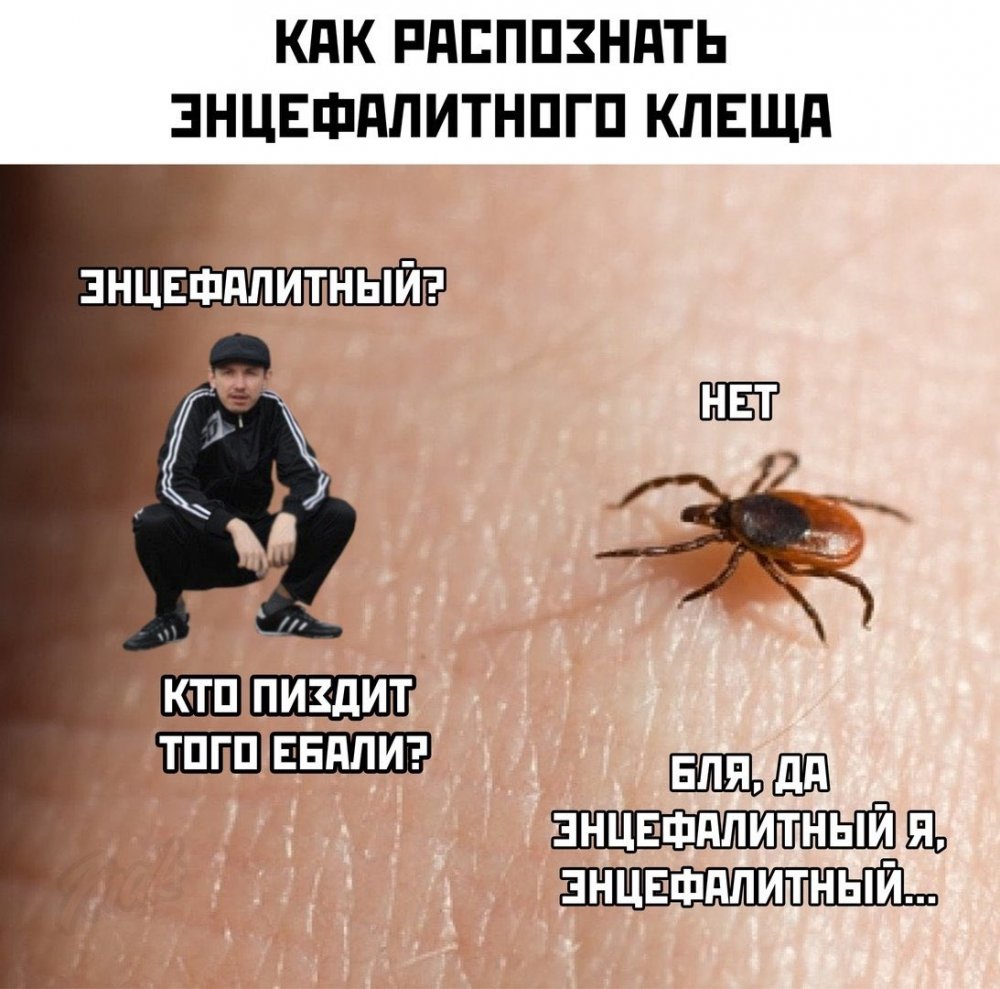 Шутки про клещей картинки