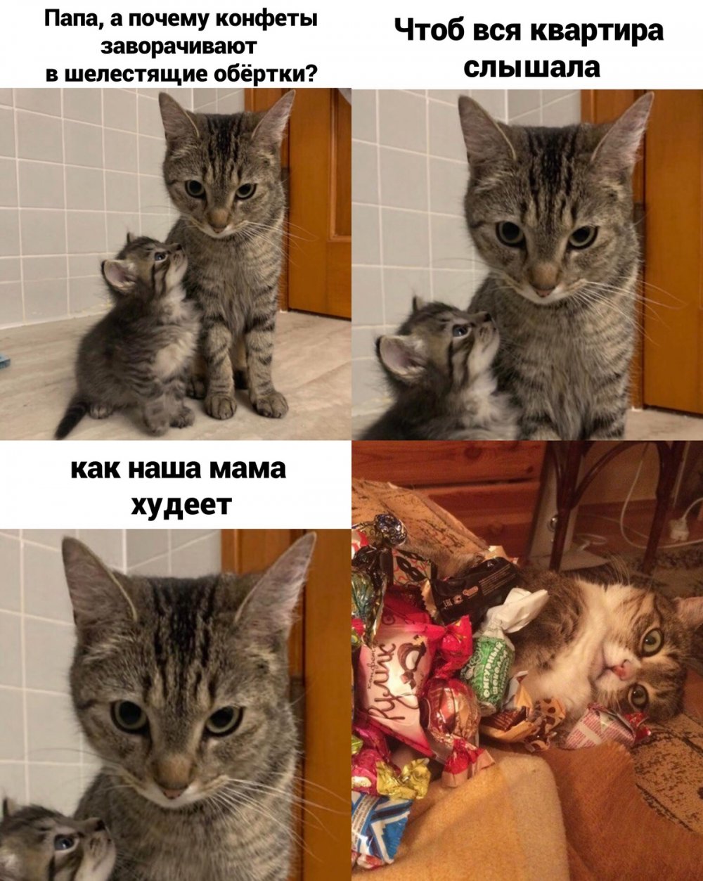 Смешные мемы с котами