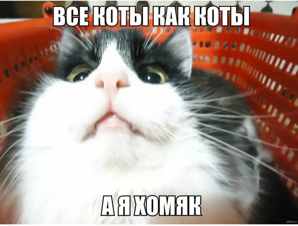 Коты мемы с надписями