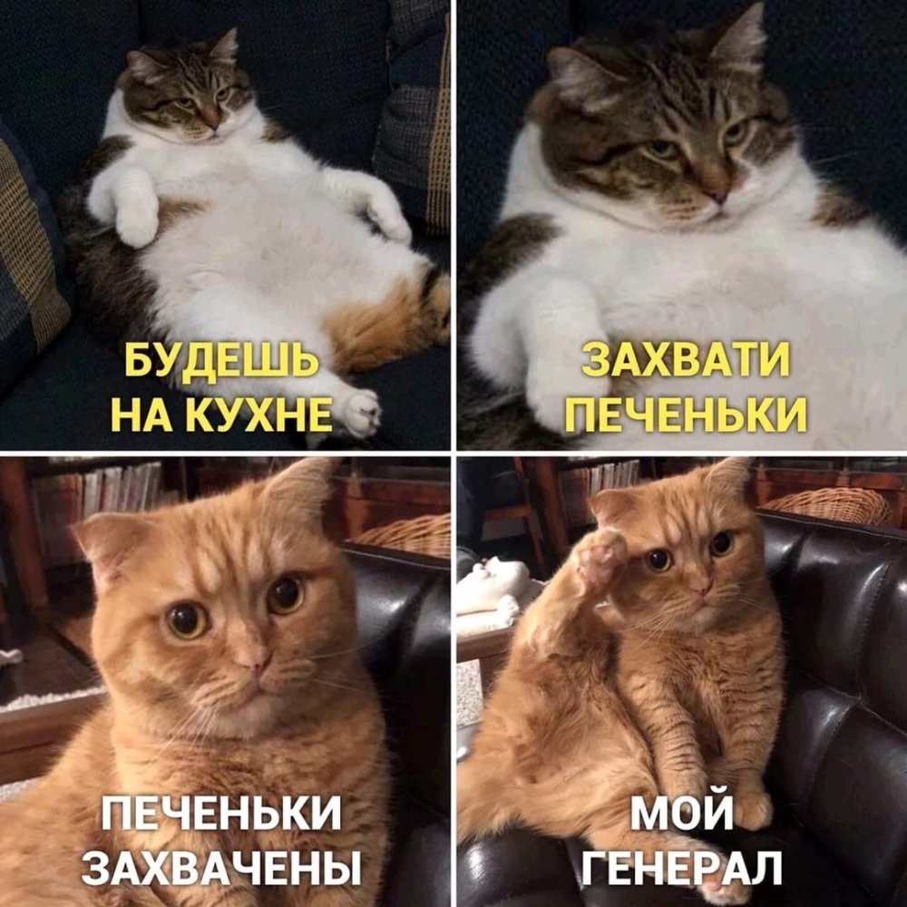 Мемы с котиками