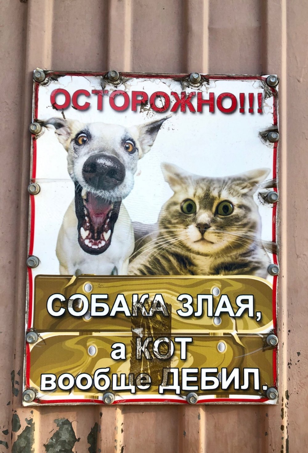 Осторожно злой кот