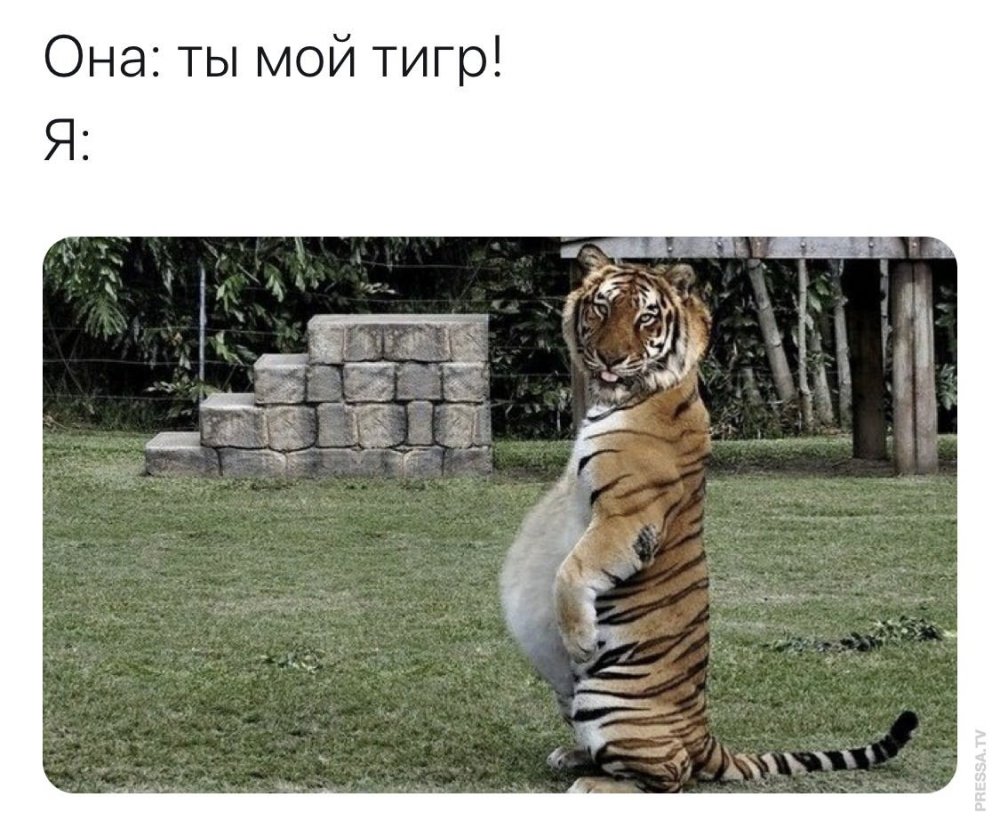 Тигр прикол