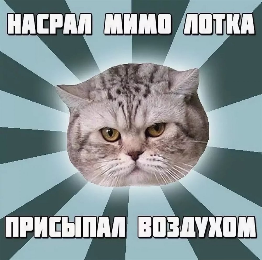 Коты мемы с надписями