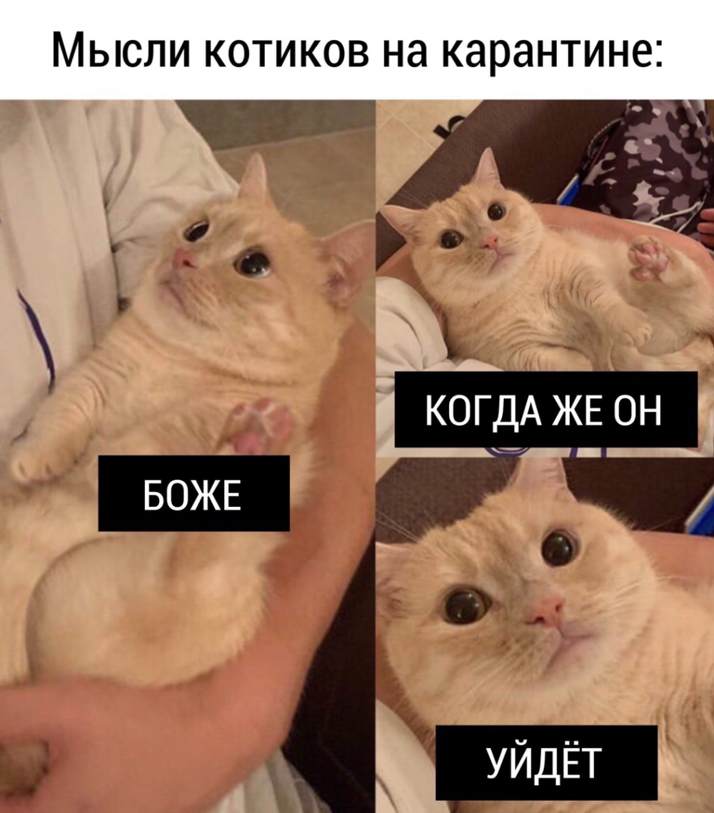 Мемы про котов