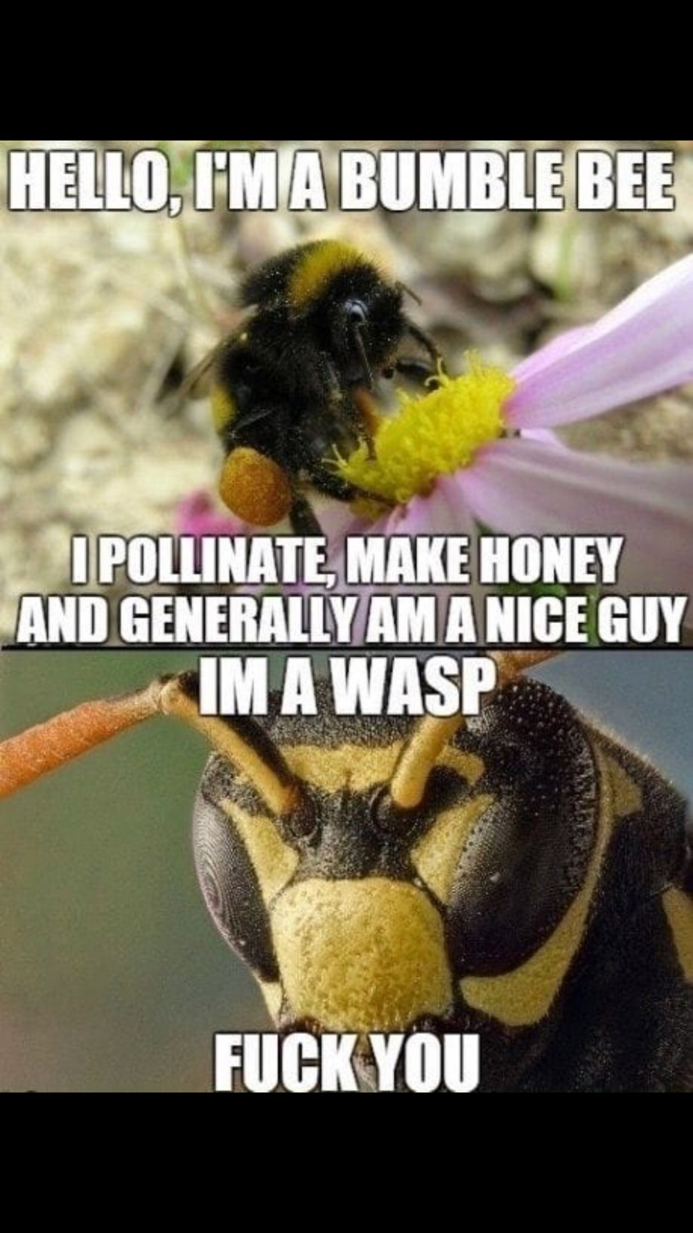Мемы про пчел