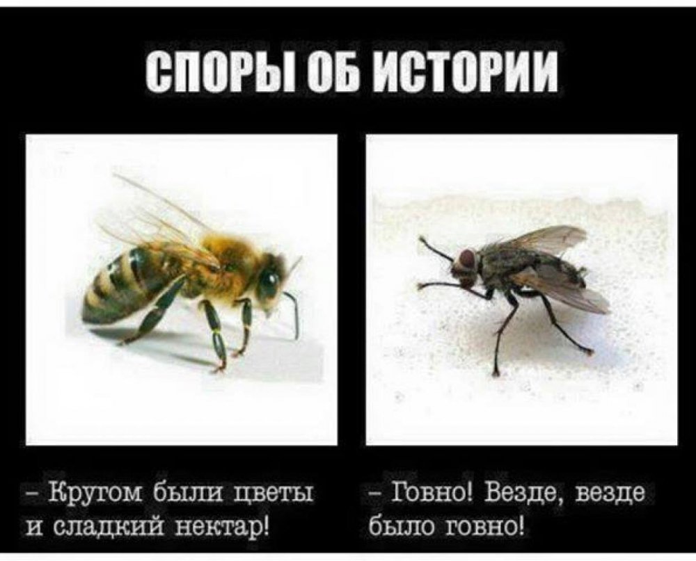 Муха и пчела Мем