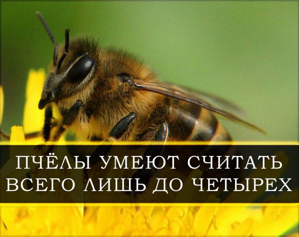 Пчела демотиватор