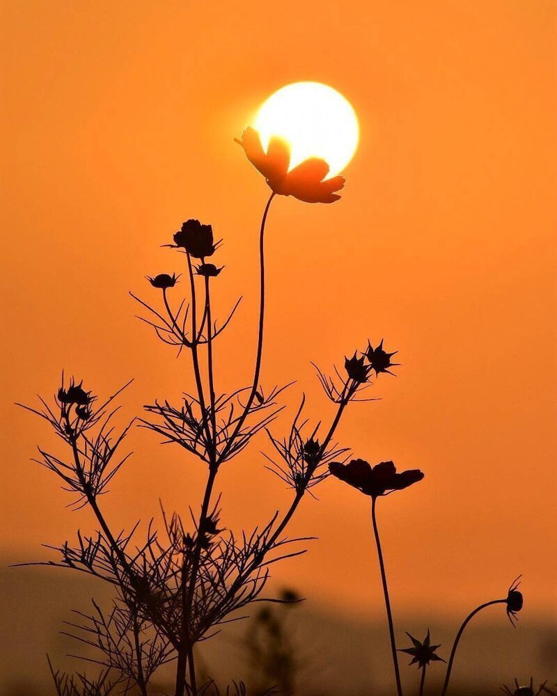 Цветок Солнышко