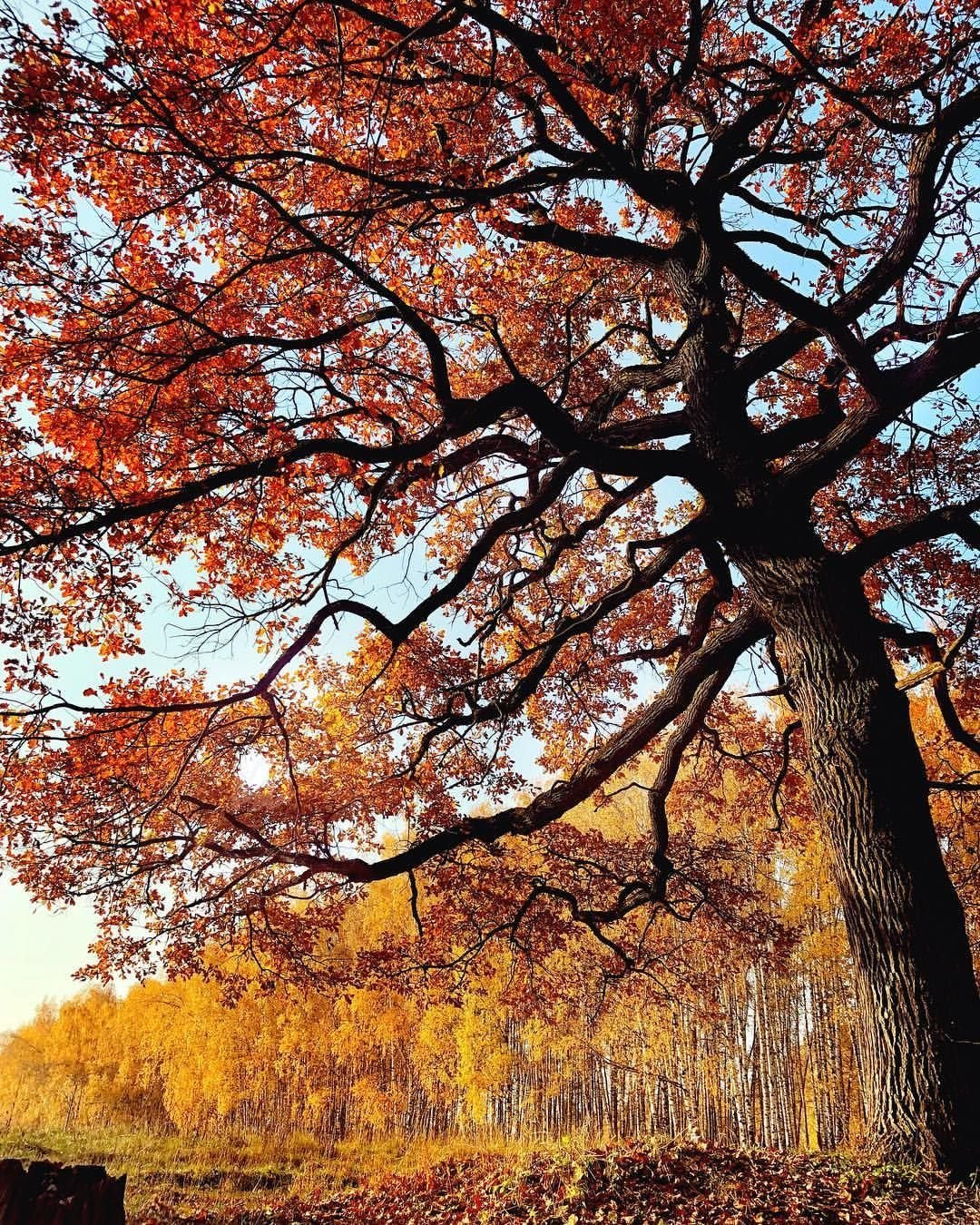 Природа осень деревья