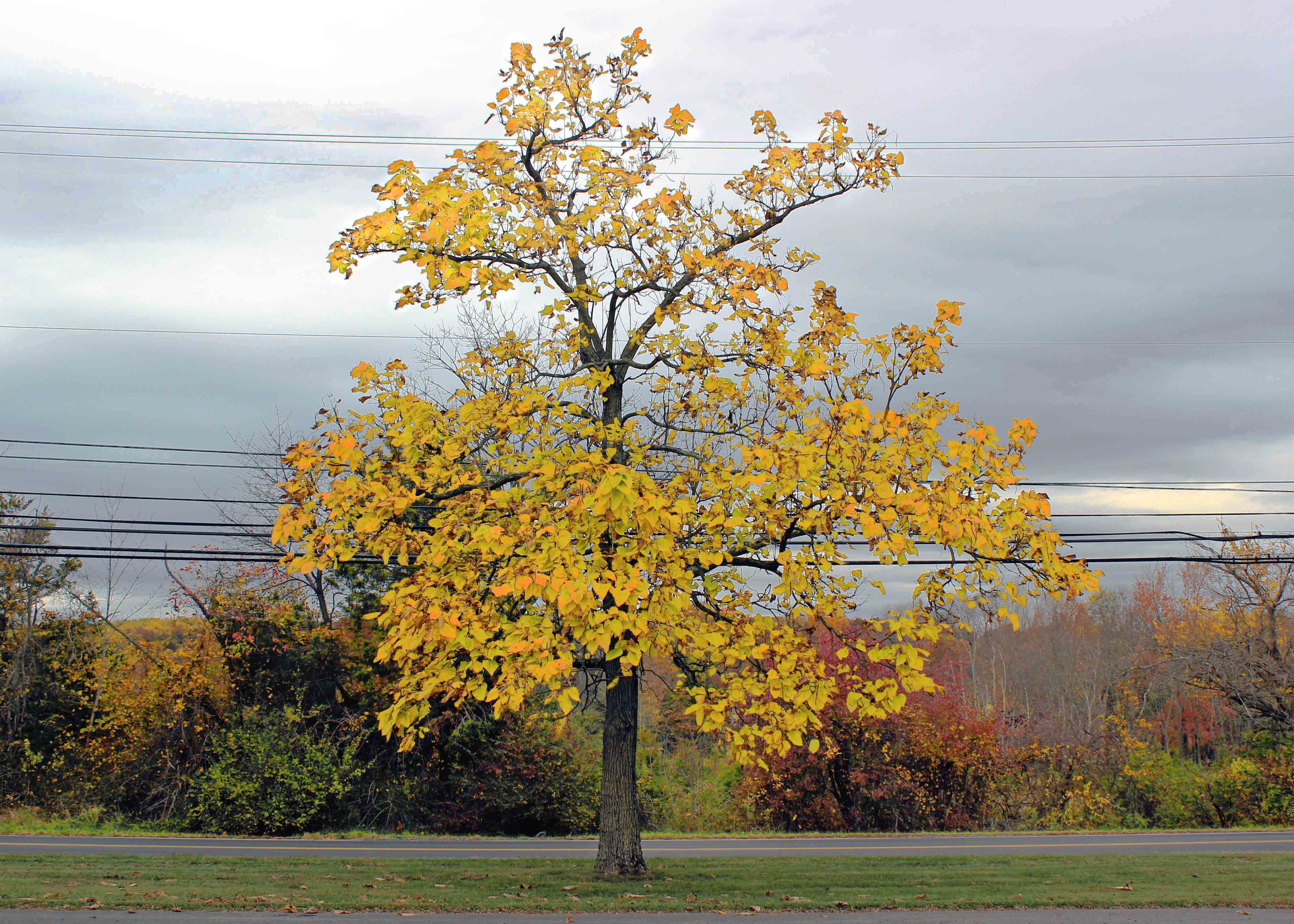 Ясень дерево осенью