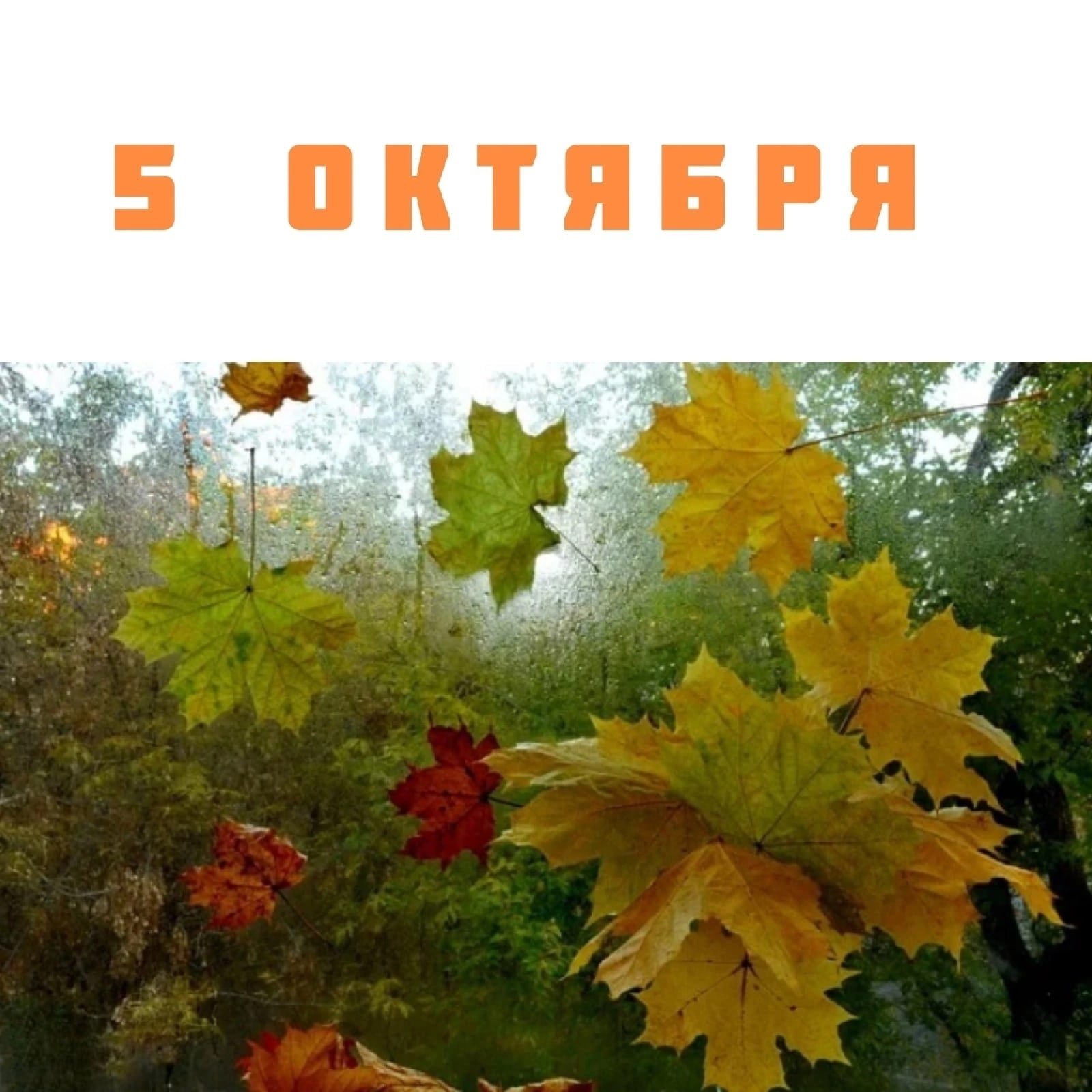 Картинка падающих листьев. Осенние листья кружатся. Осенние листья кружат. Осень кружатся красивые кленовые листья. Листопад кленовых листьев.