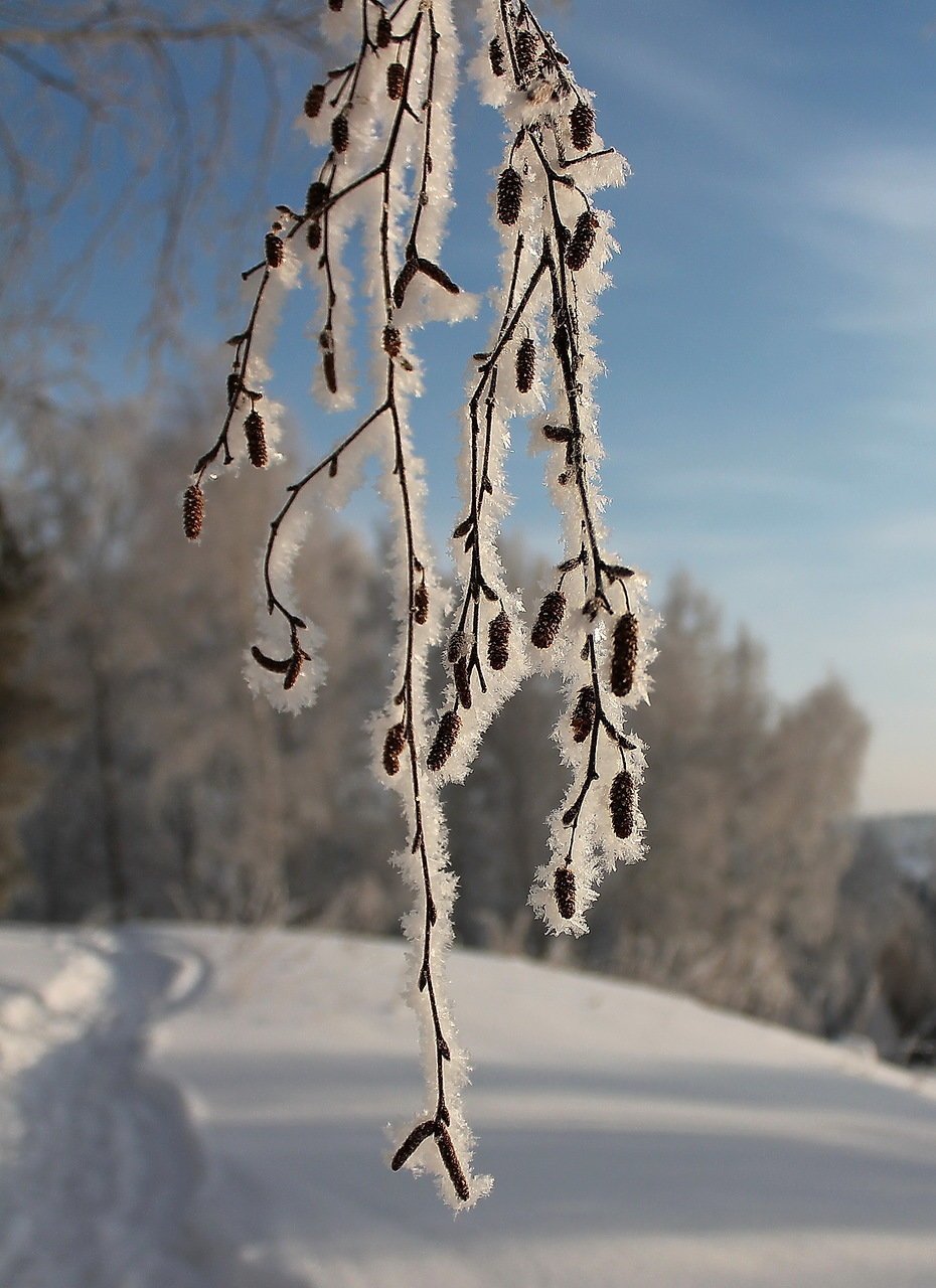 Заснеженная береза