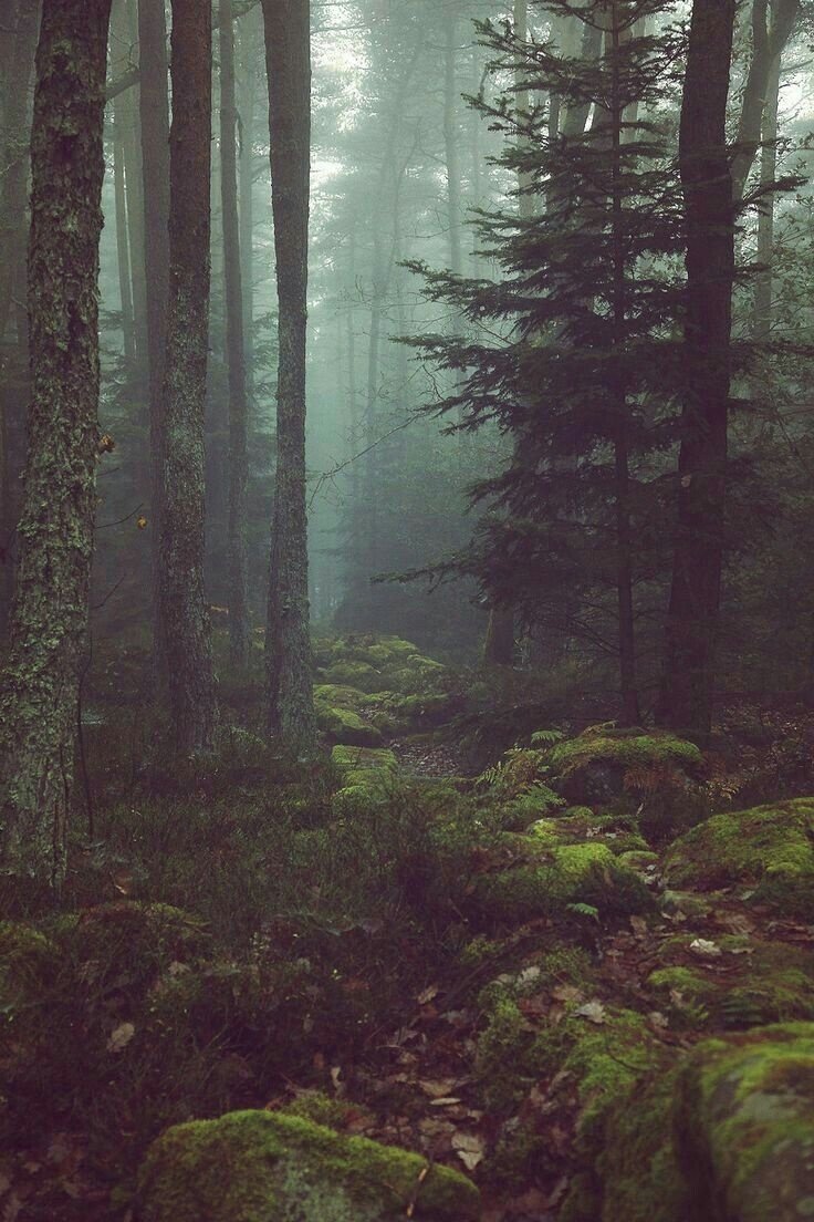Дремучий лес