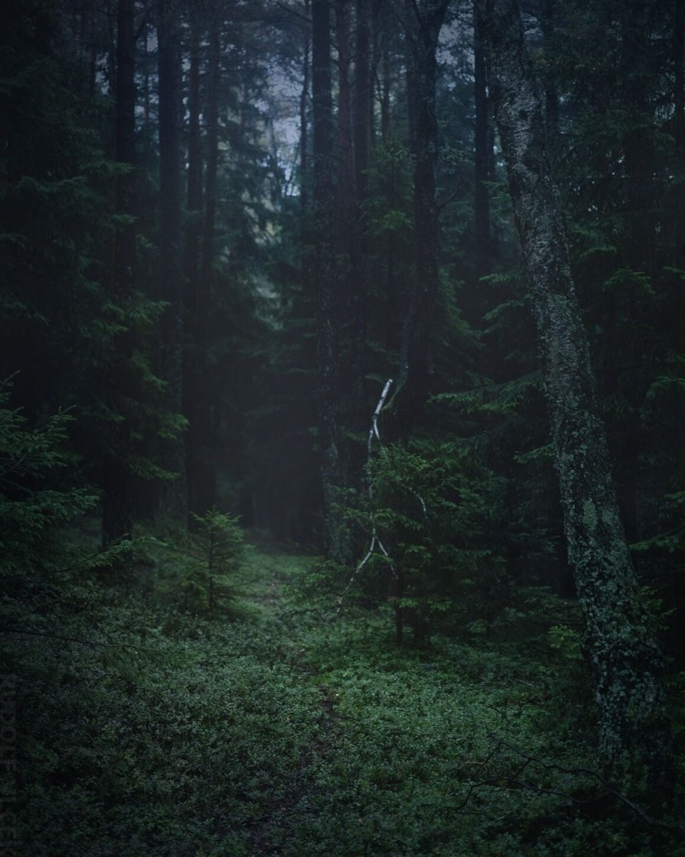 Туманный лес Слизерин
