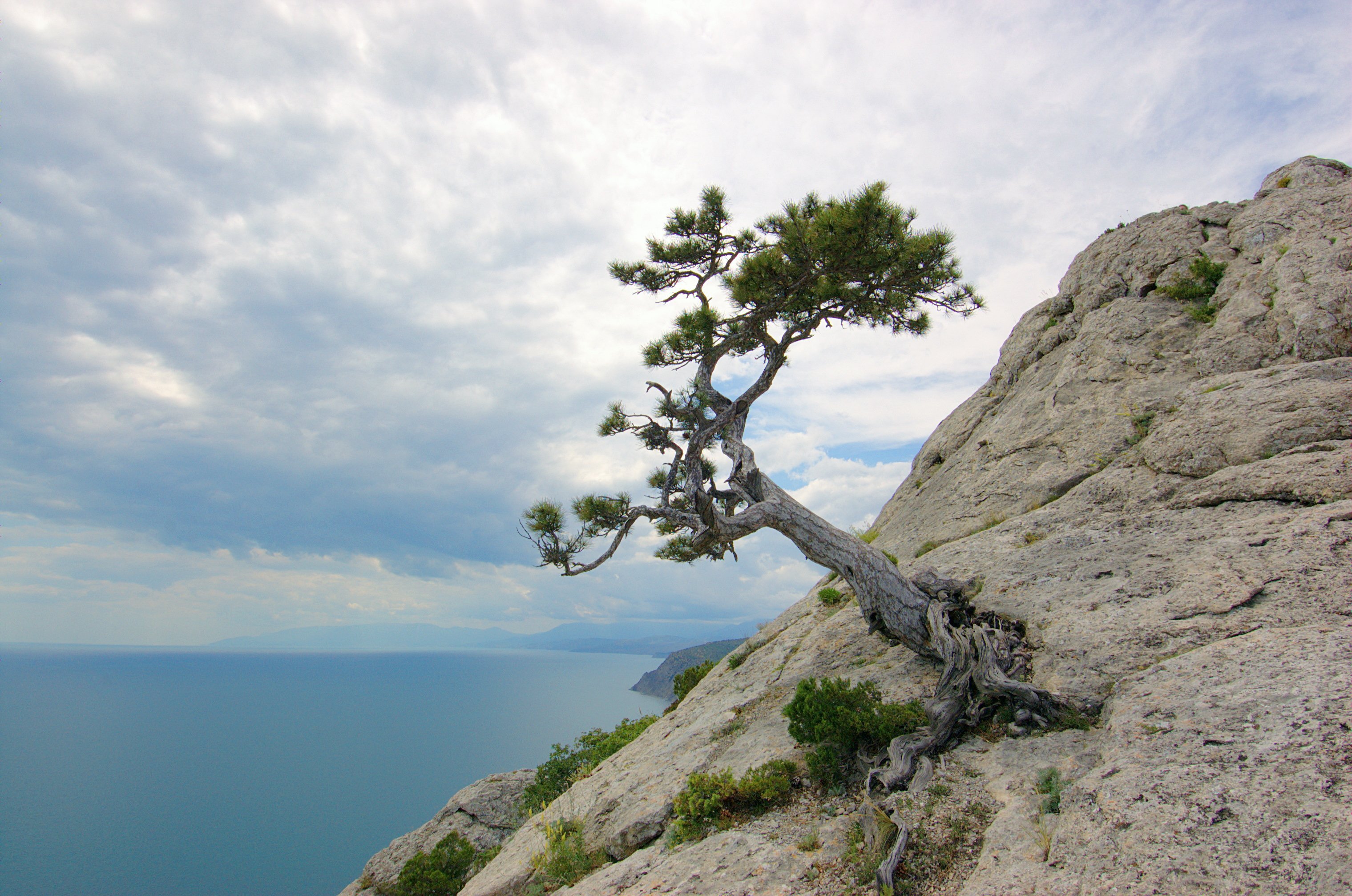 Дерево на скале у моря