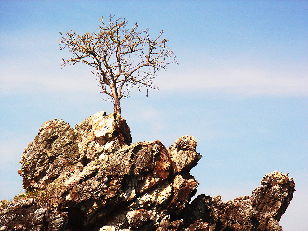 Rock tree. Дагдан дерево. Деревья растущие на скалах. Дерево растущее на скале. Кусты на скалах.