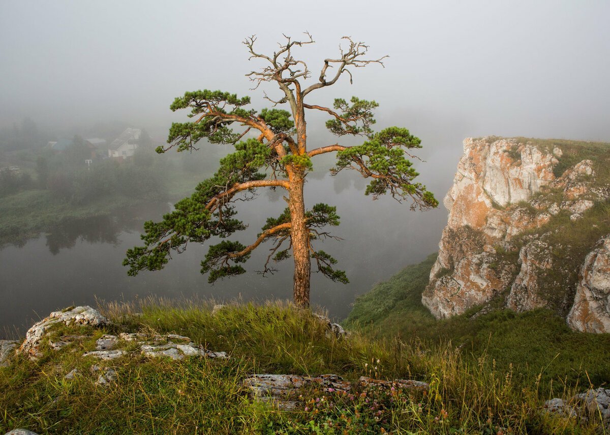 Дерево на скале Норвегия