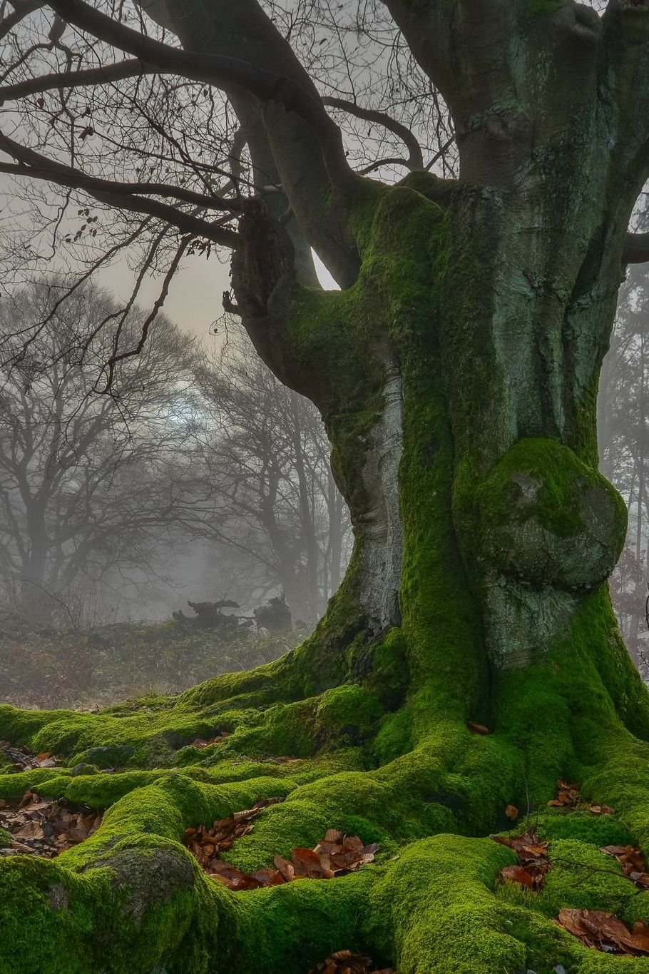 Шотландия сказочный лес