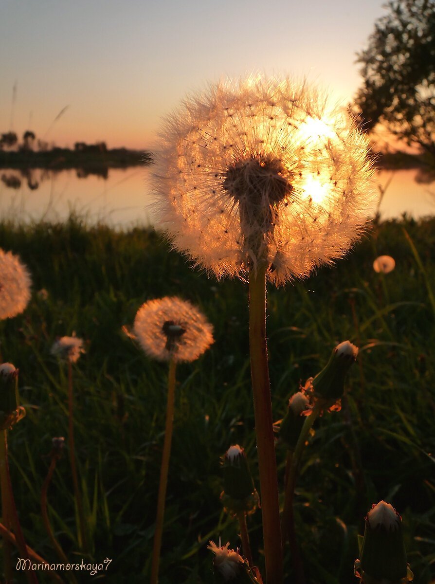 Dandelion Эстетика