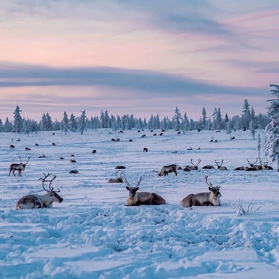 Ямал пейзаж