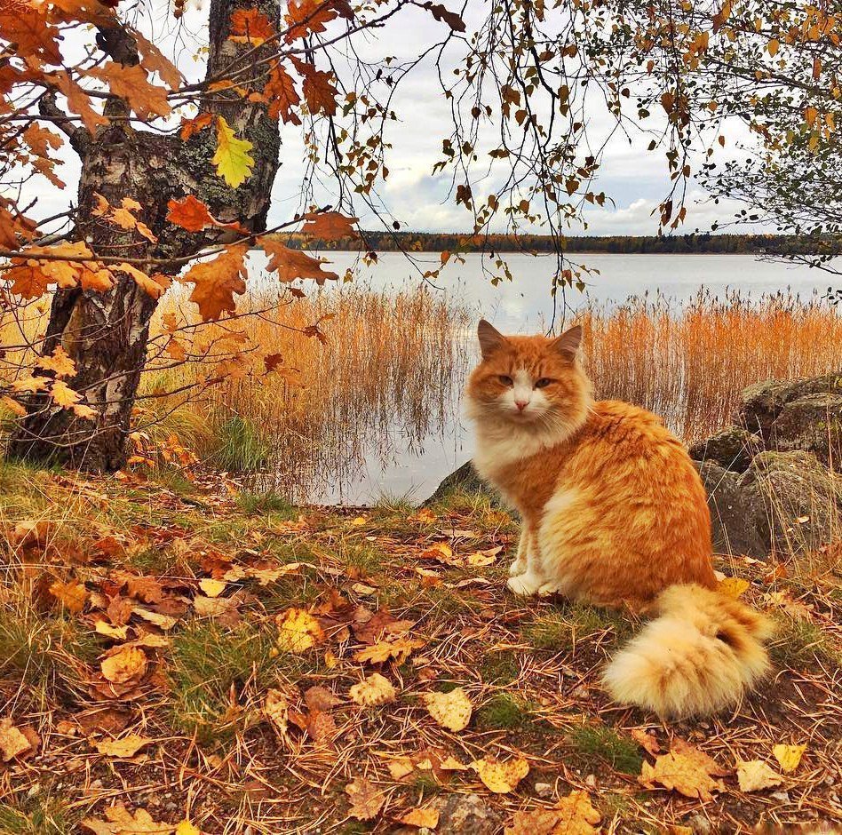 Осенняя Поляна в лесу