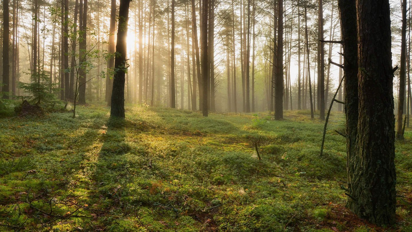 Леса беларуси. Белоруссия природа на лесу. Леса Белоруссии. Красивые леса Беларуси. Густые леса Беларуси.