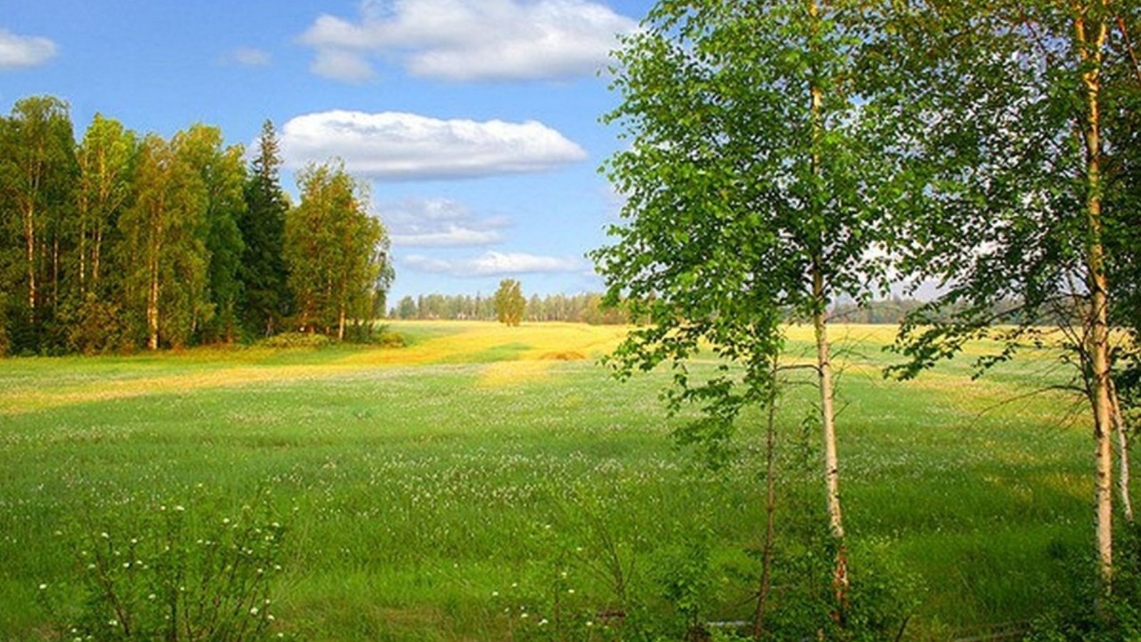 В сторону лета. Природа Якутии Алаас березы. Алаас Якутск. Дэлбэрийбит Алаас. Я ная Поляна поля август.