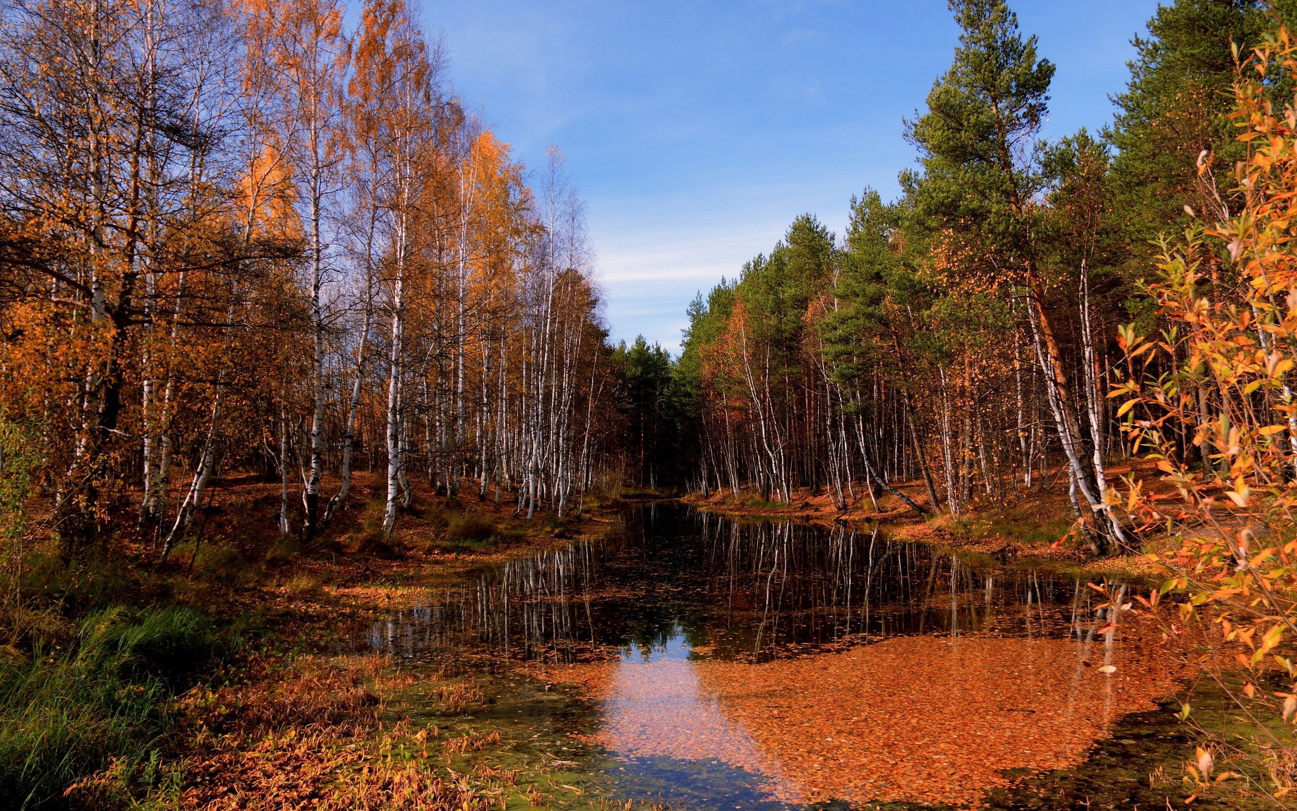 Ну природа. Золотая Тайга Гурьевский район. Осень. Осенний лес. Осень в лесу.