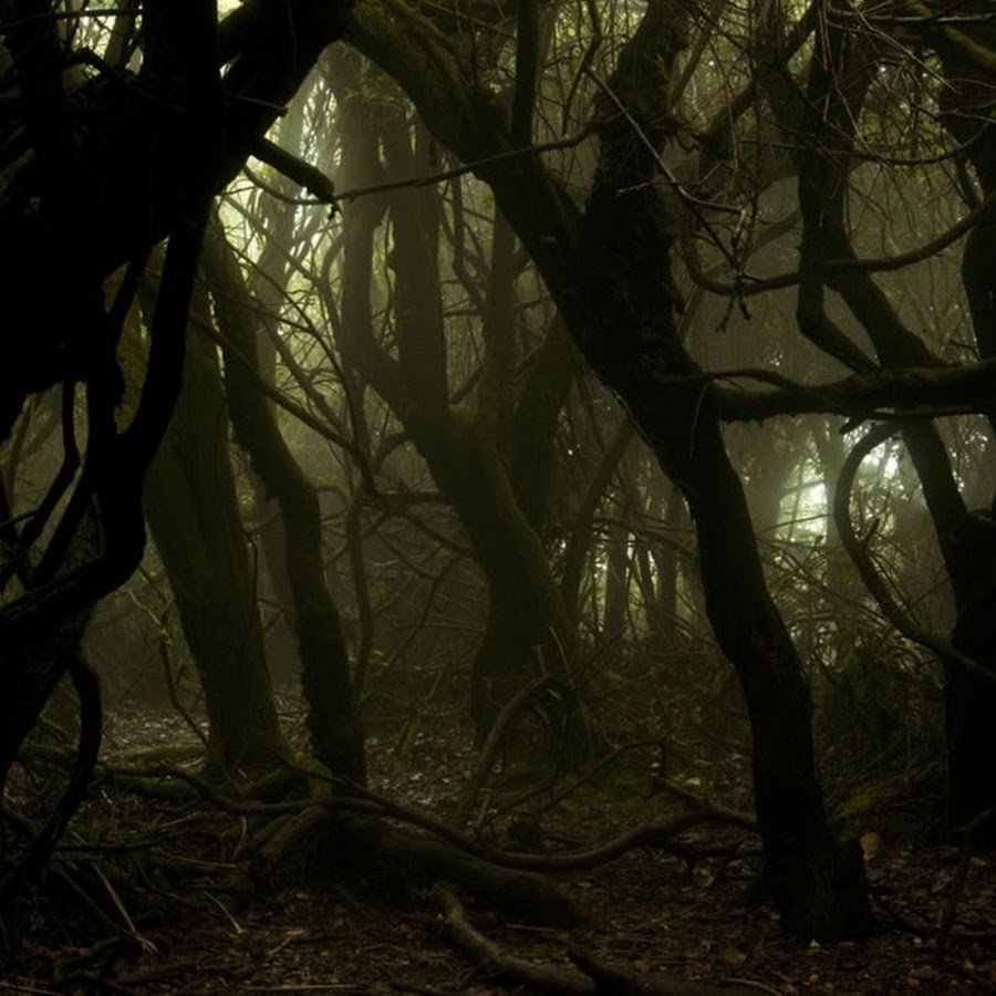 Темный лес Сумерки