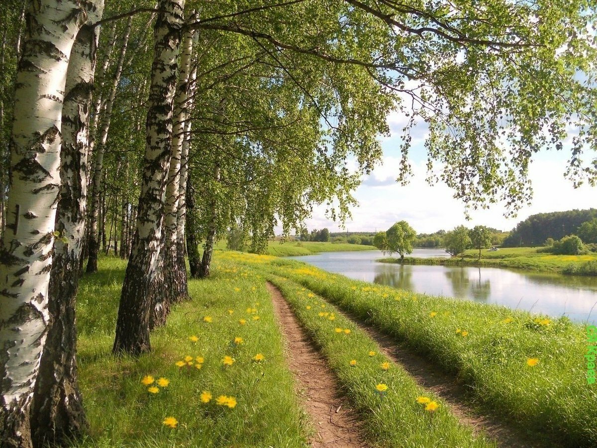 Природа лес река Березки