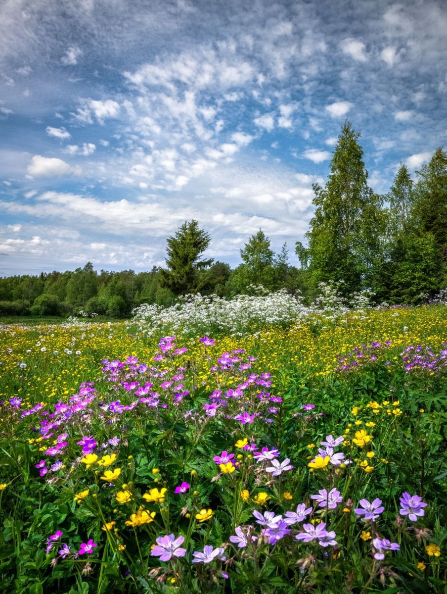 Цветово Курская область