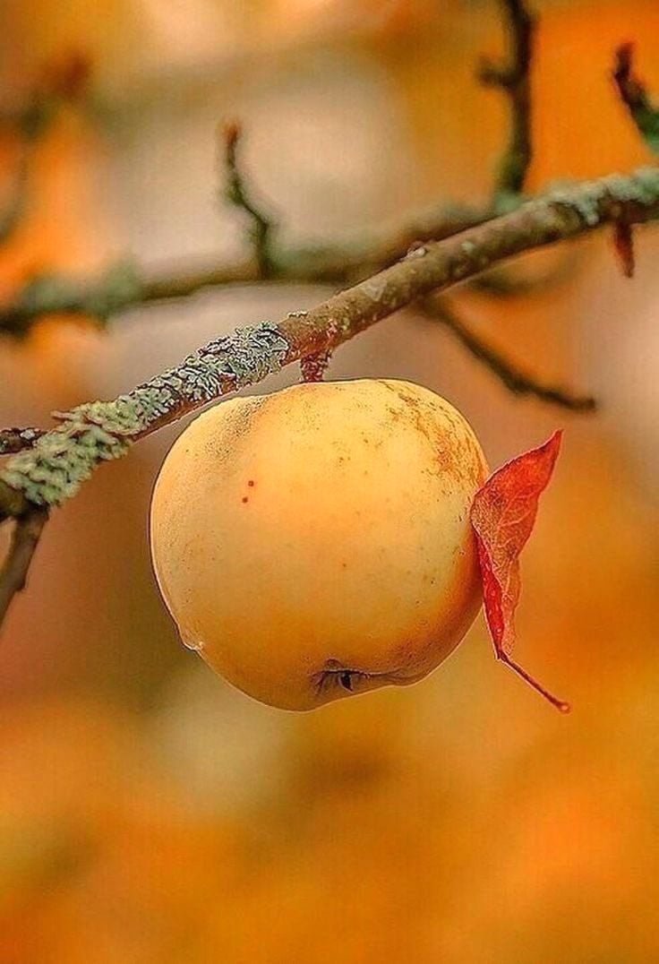 Доброе утро яблоки осень