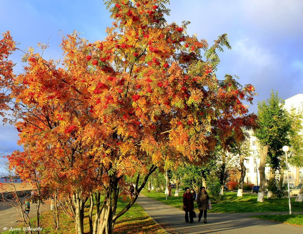 Рябина дерево осень