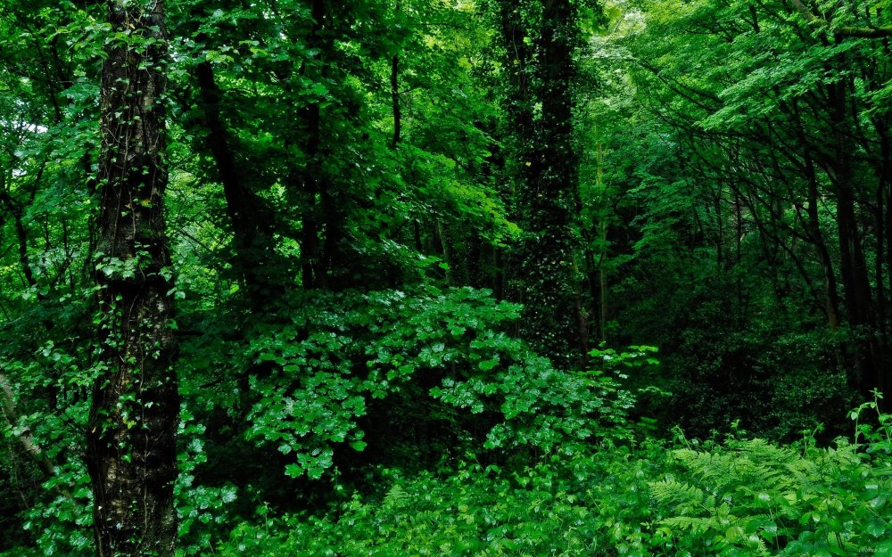 Густые зеленые леса