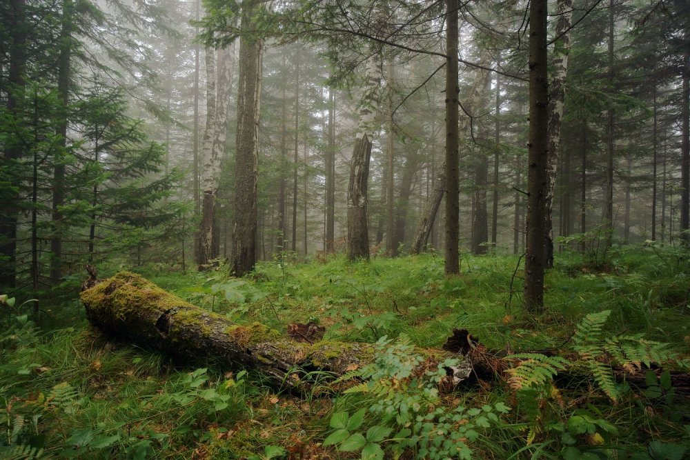 Тайга густой лес Якутии