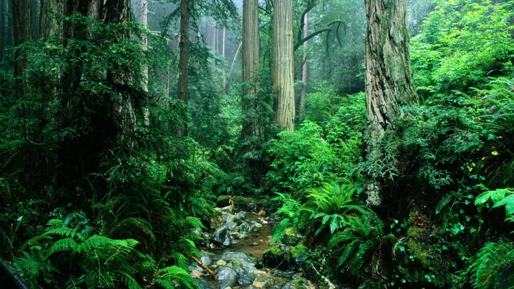 Тропический лес Южной Америки