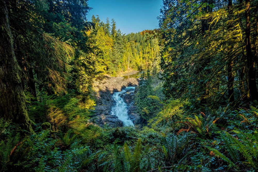 Ванкувер леса