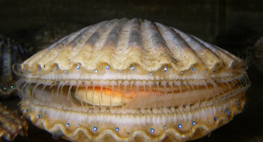 Морской гребешок моллюск