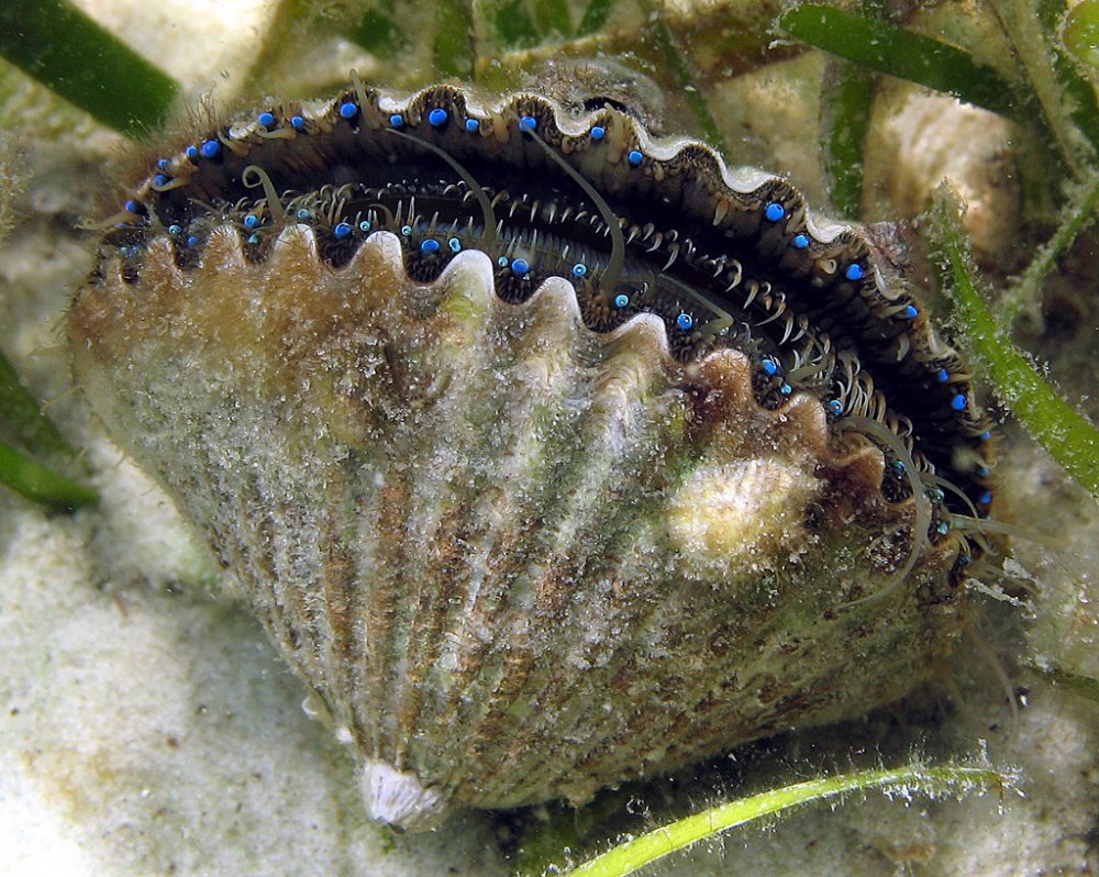 Двустворчатые моллюски морской гребешок
