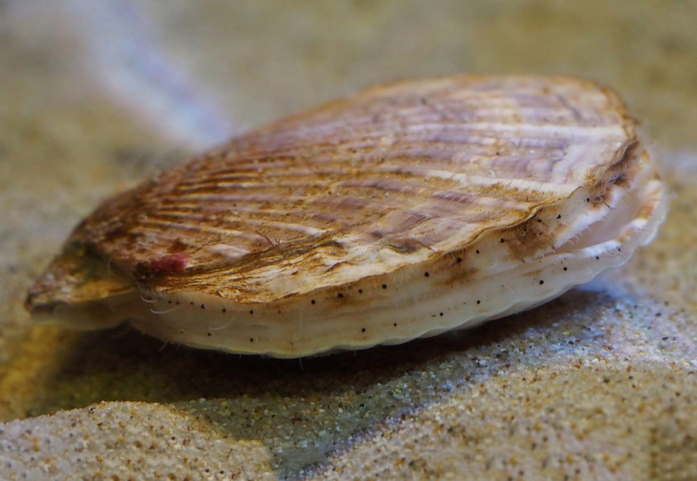 Морской гребешок моллюск