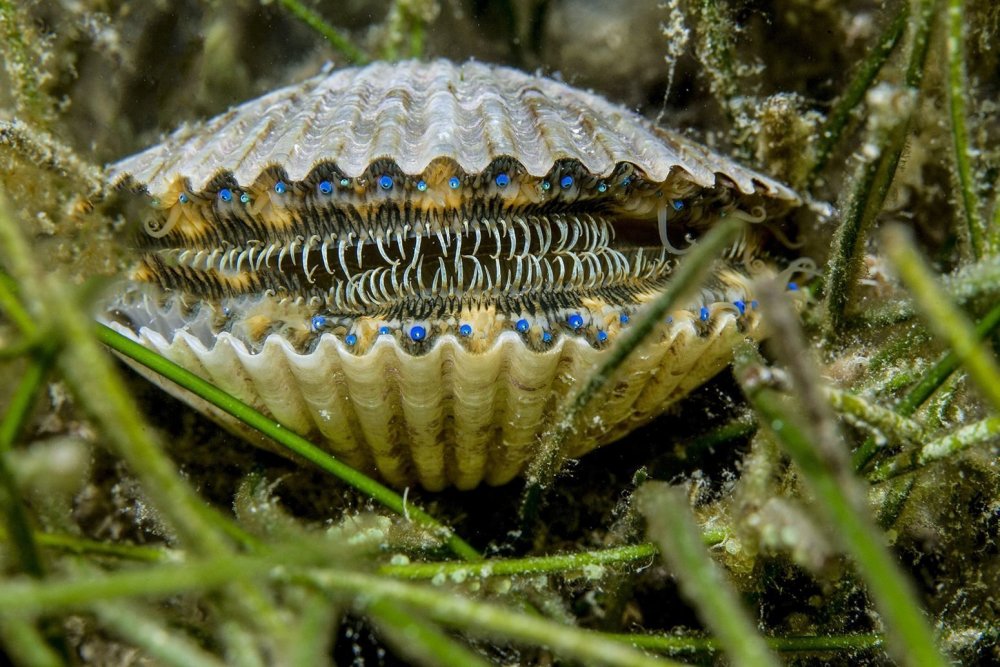 Двустворчатые моллюски мидии устрицы морской гребешок