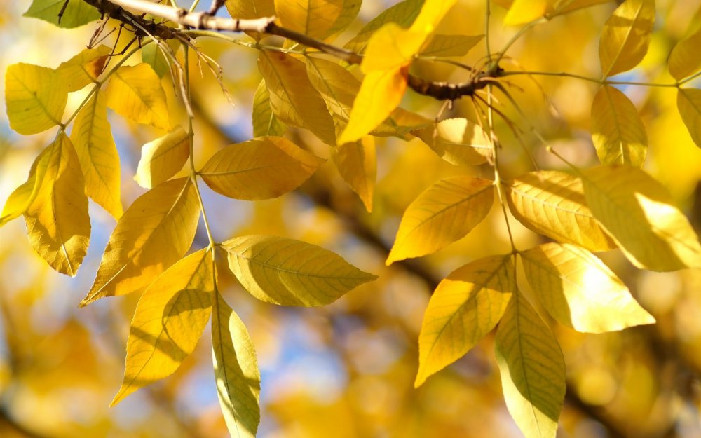 Дерево ясень желтые листья
