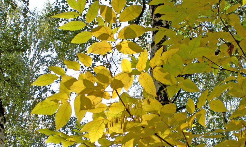 Осенний лист ясеня