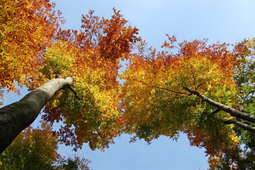 Ясень дерево осень