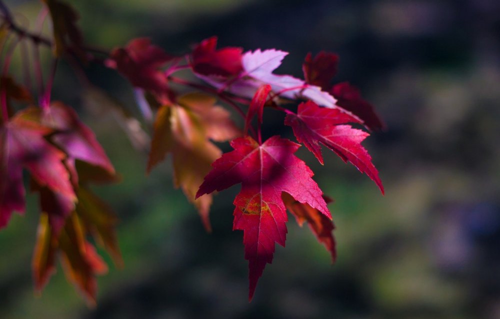 Клен красный autumn Radiance