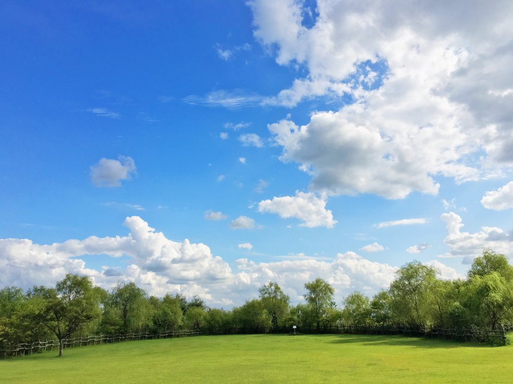 Панорама небо и деревья