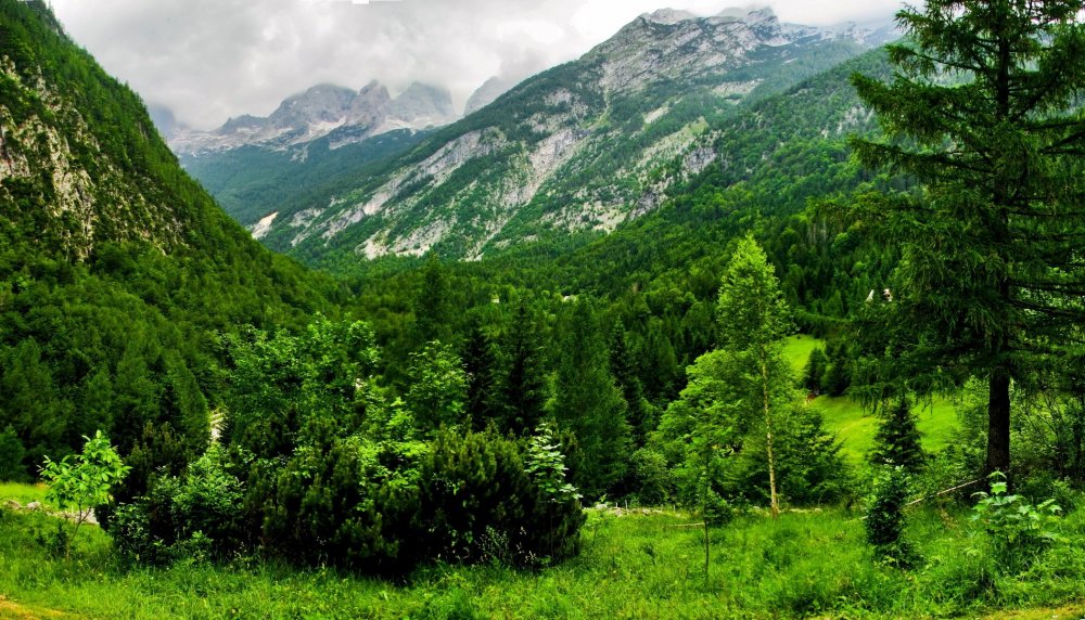 Широколиственные леса Швейцарии