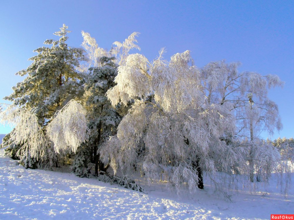 Снежная бахрома на деревьях